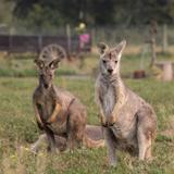 Kangaroo Creek Farm