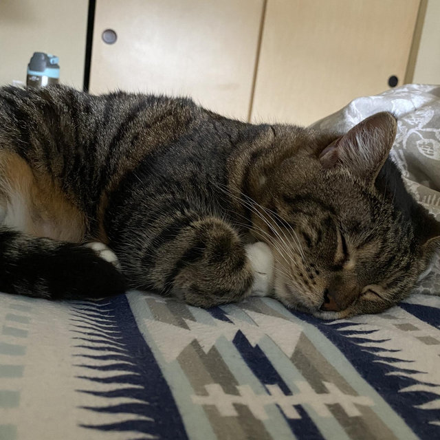 We want a new mattress! (Sweet Dreams Fund)