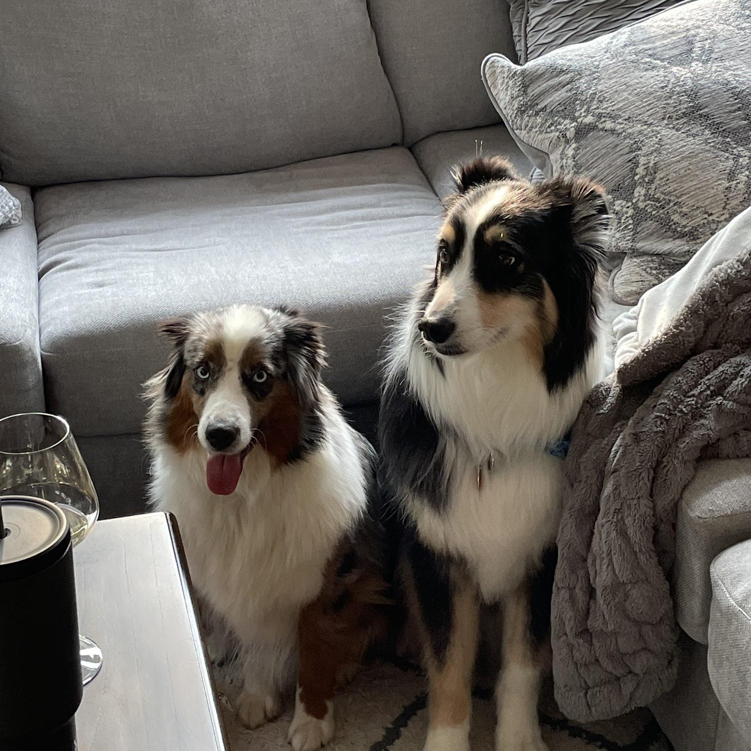Odysseus on the left and Hermes on the right. We adopted Ody in 2024