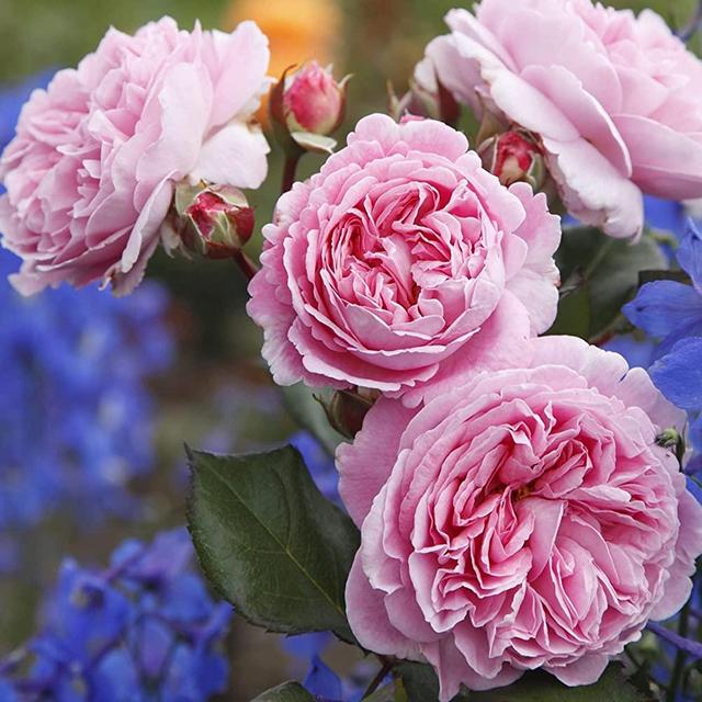 Heirloom Roses Rose Plant - The Parfuma® Summer Romance Rose Bush, Live Fragrant Plants for Outdoors, One Gallon Own Root Bushes for Planting, Potted Outdoor Pink Flowers