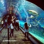 Adventure Aquarium