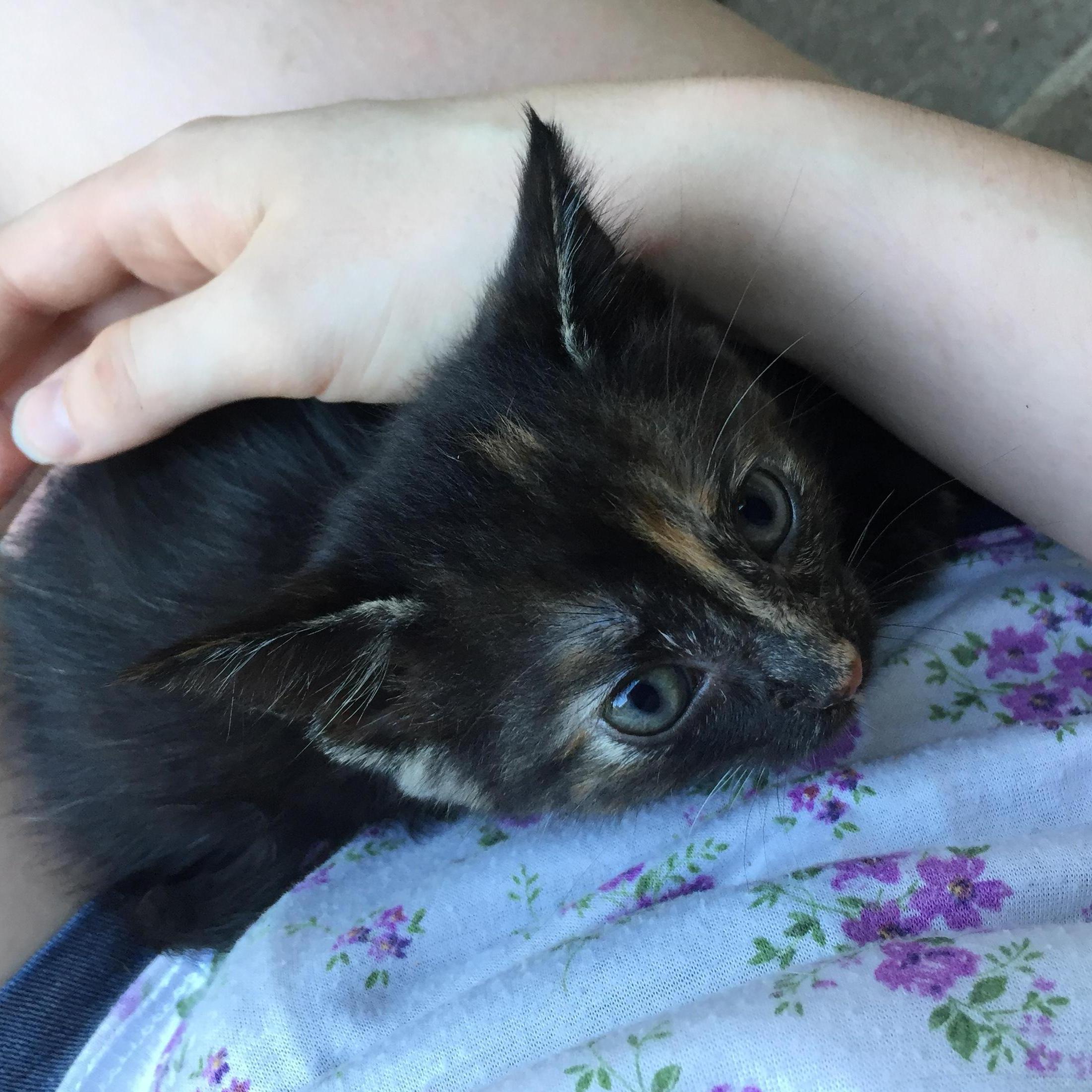 Pumpkin joins our family!