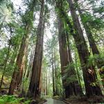 Muir Woods