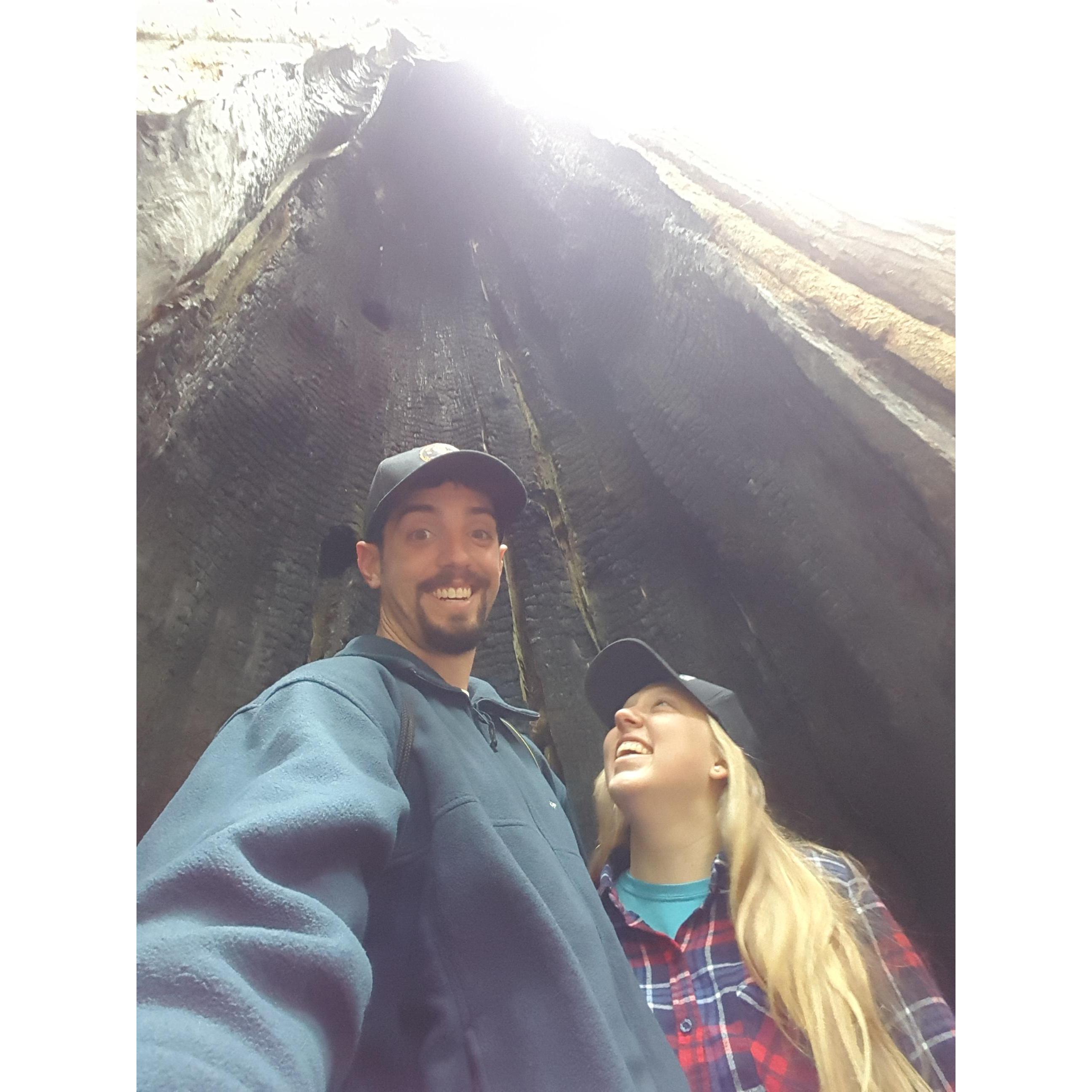 Standing inside a massive tree in Olympic National Park