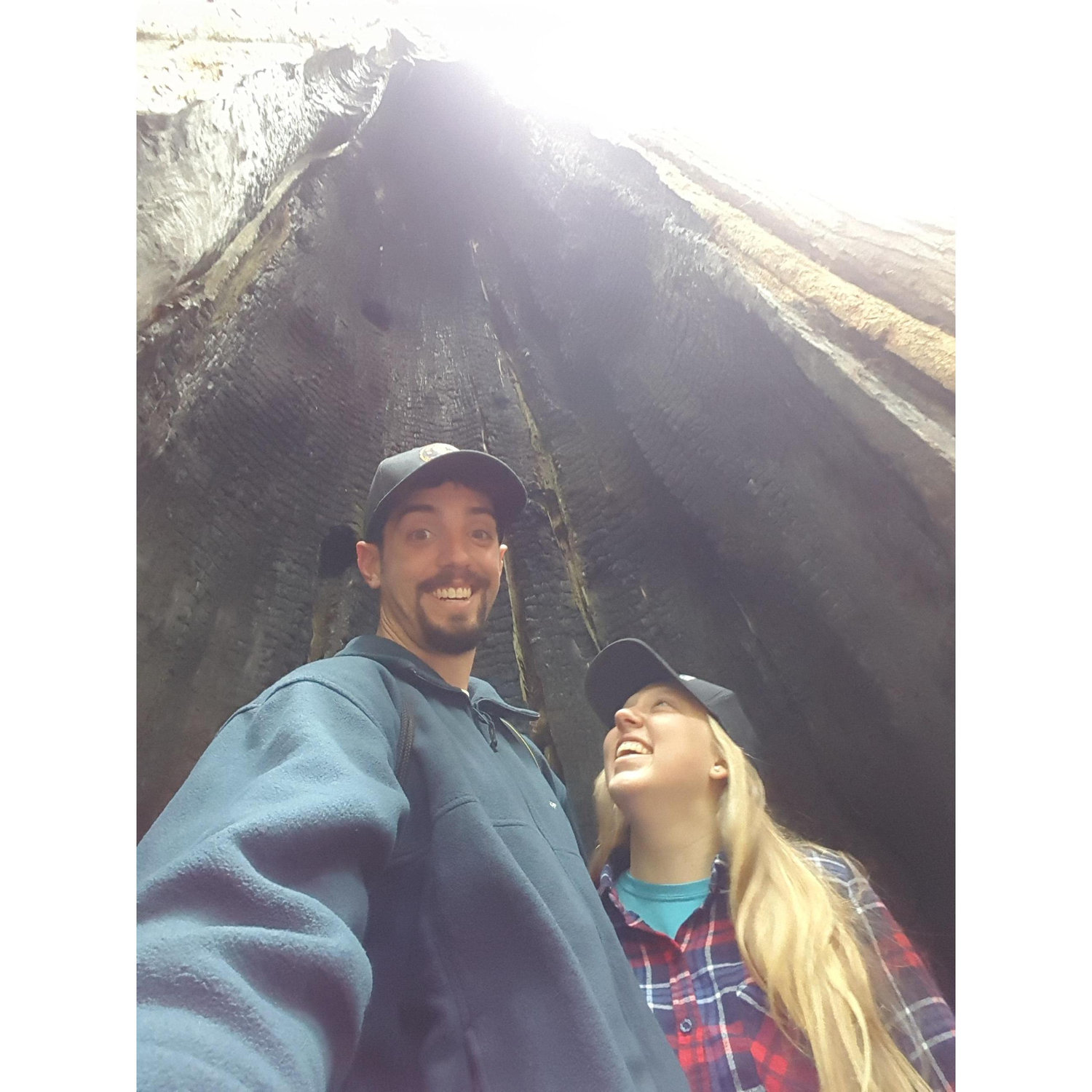 Standing inside a massive tree in Olympic National Park