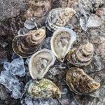 Glidden Point Oyster Farms