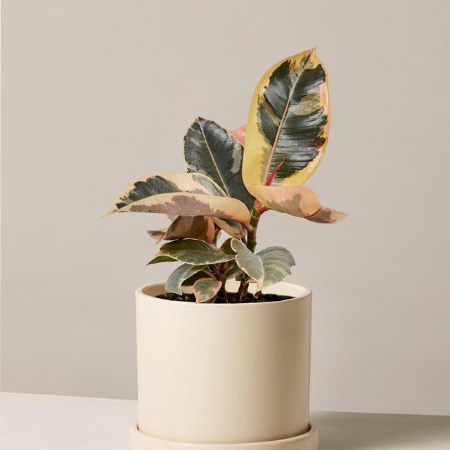 Ficus Tineke