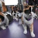 Organic Cat Cafe & Music Lounge