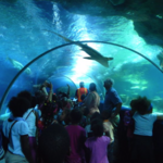 Greater Cleveland Aquarium