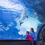 Newport Aquarium