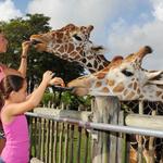 Zoo Miami