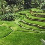 Ceking Rice Terrace