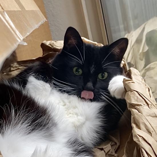 Presenting: the Bestest Boy, the Prince of Waterstone Place, a Weird Little Guy - Kylo!
While already dressed up for the occasion, this little Tuxedo unfortunately can’t attend N+C’s special day.