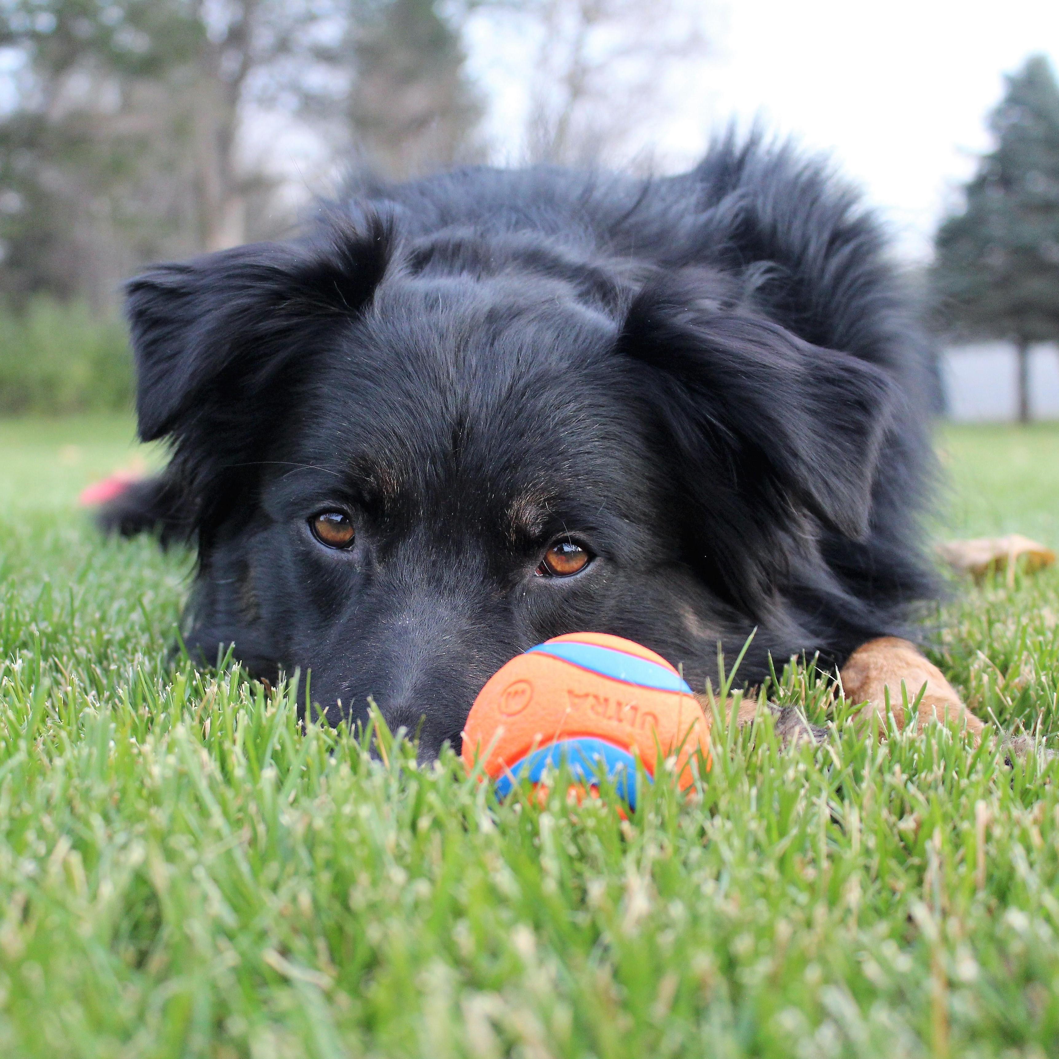 Our Koda