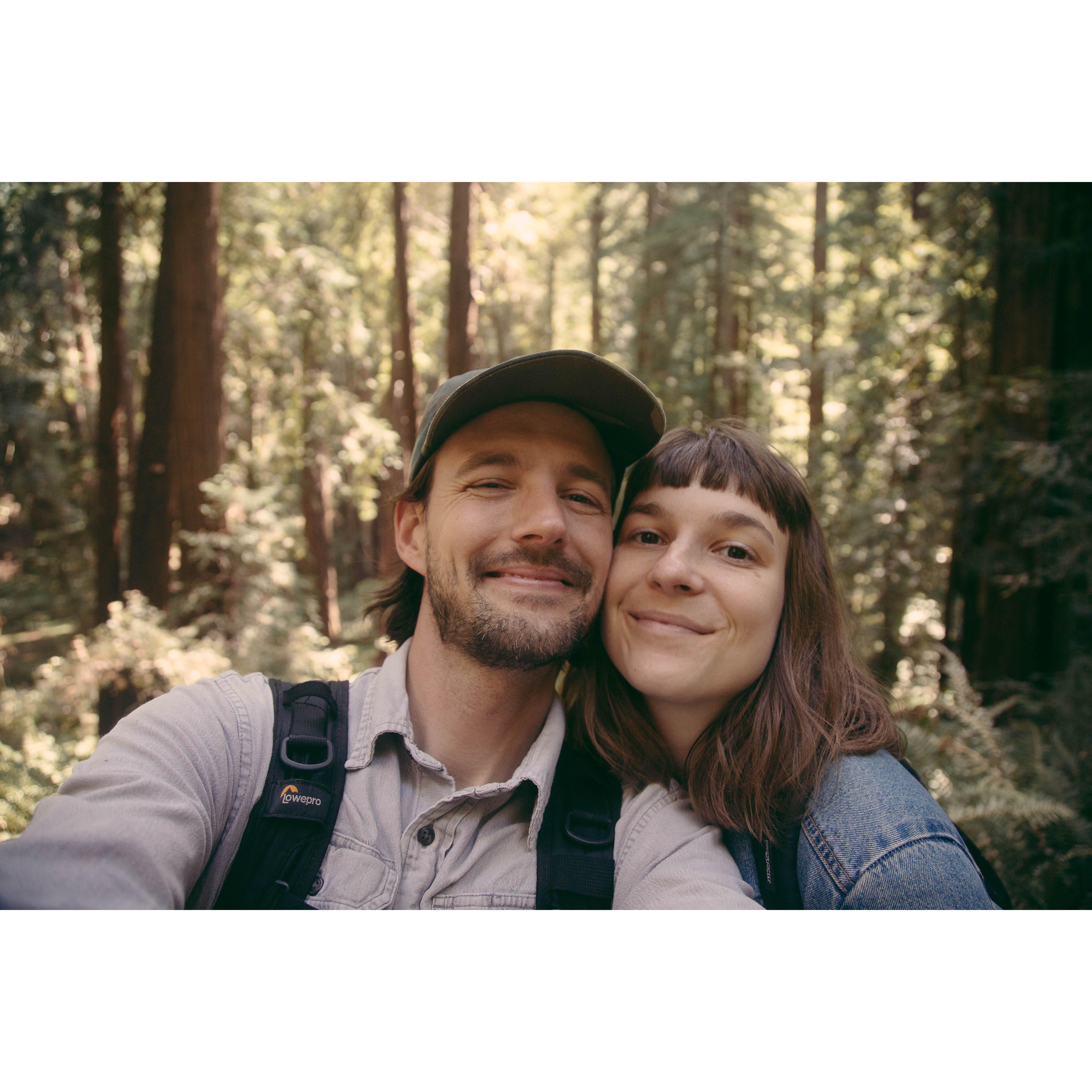 Redwood Forest