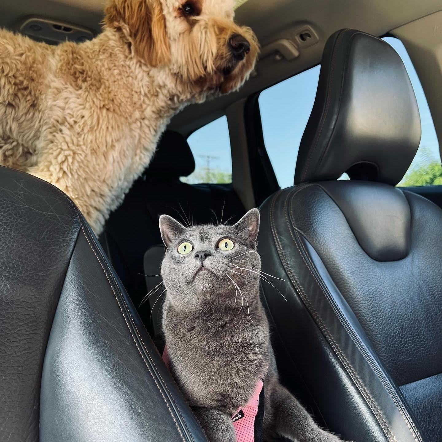 Our babies