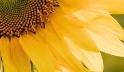 Footer image
