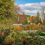 Nichols Arboretum