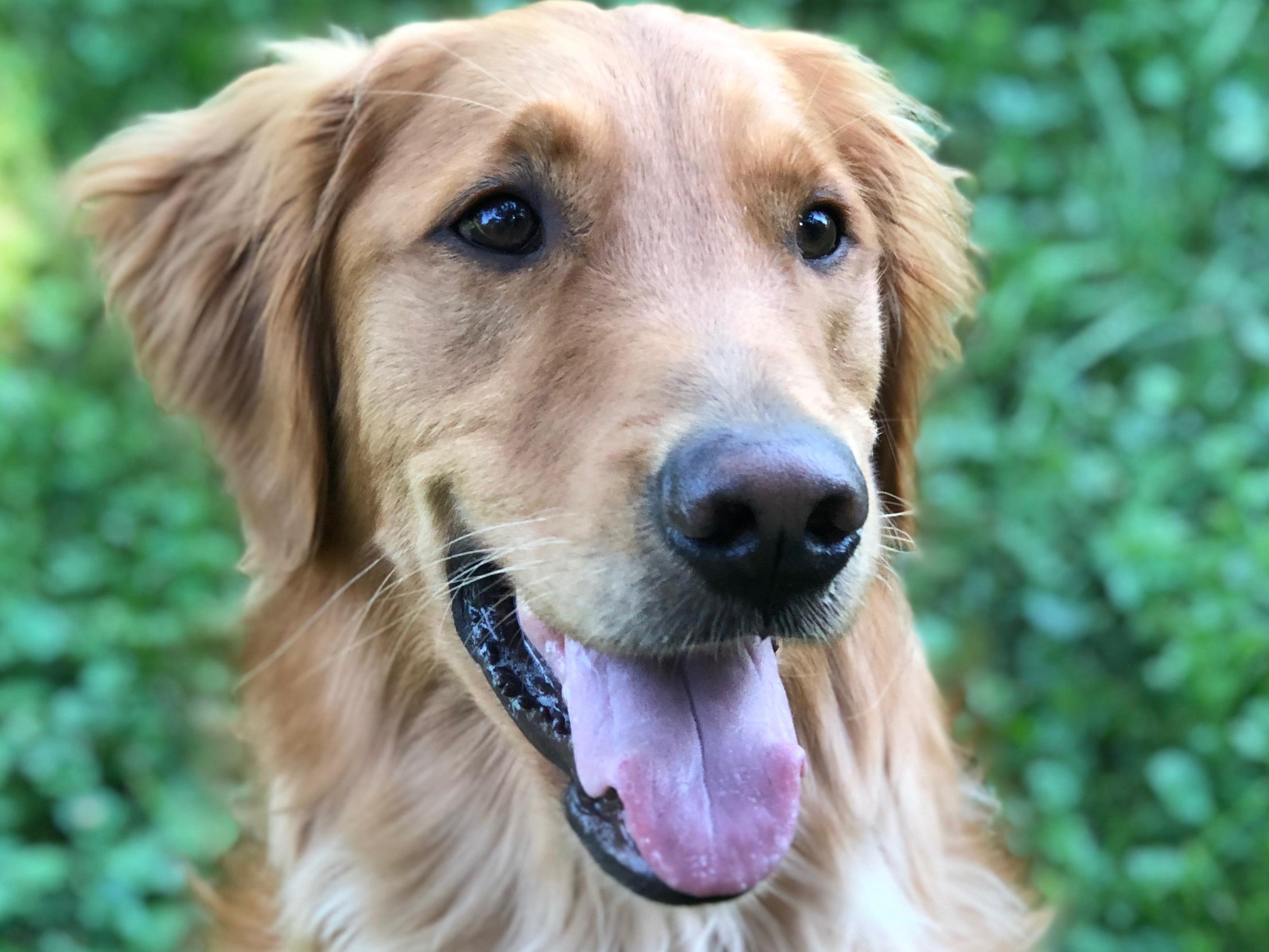 Levi Treat & Toy Fund