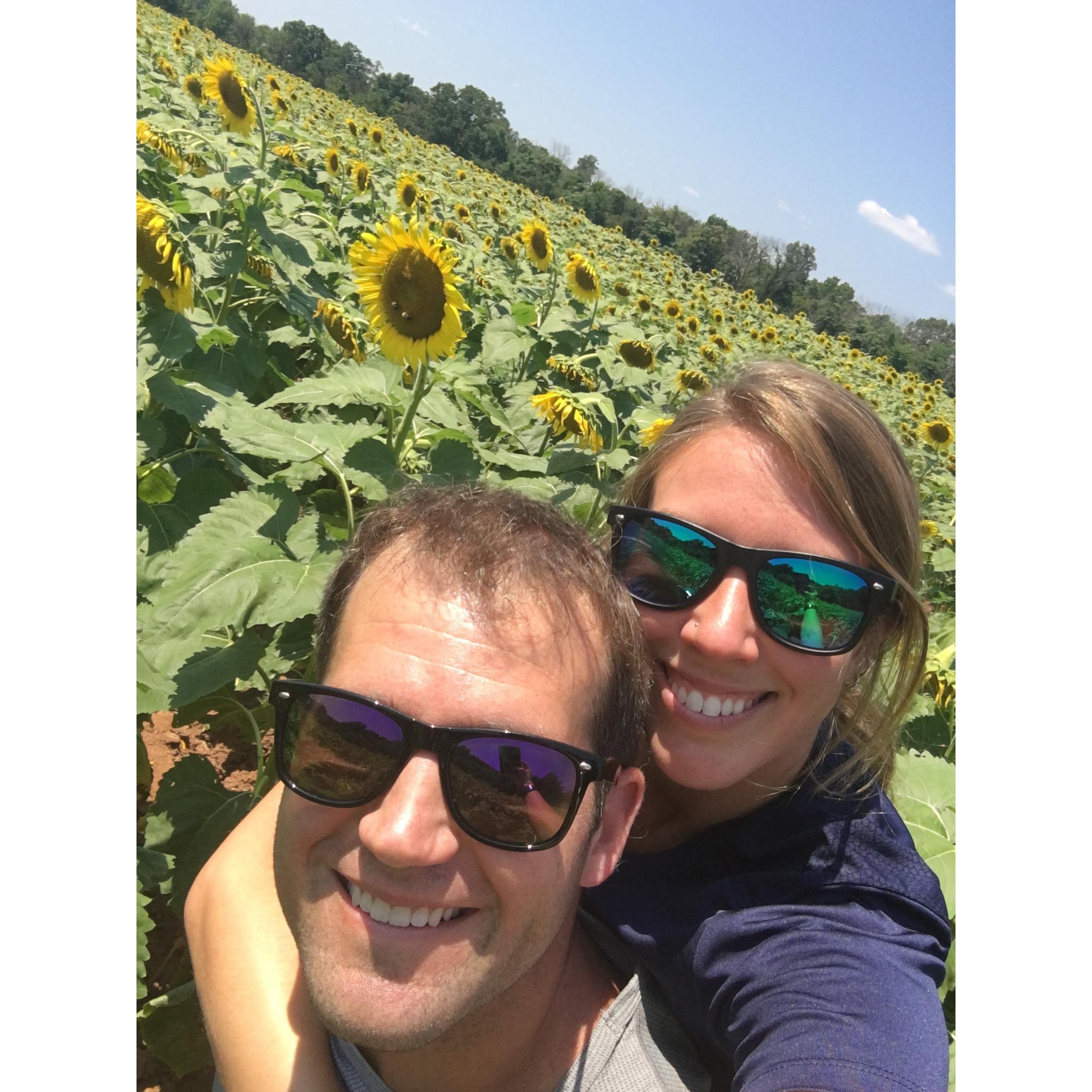 Visiting the sunflowers at peak bloom at McKee-Beshers Wildlife Management Area