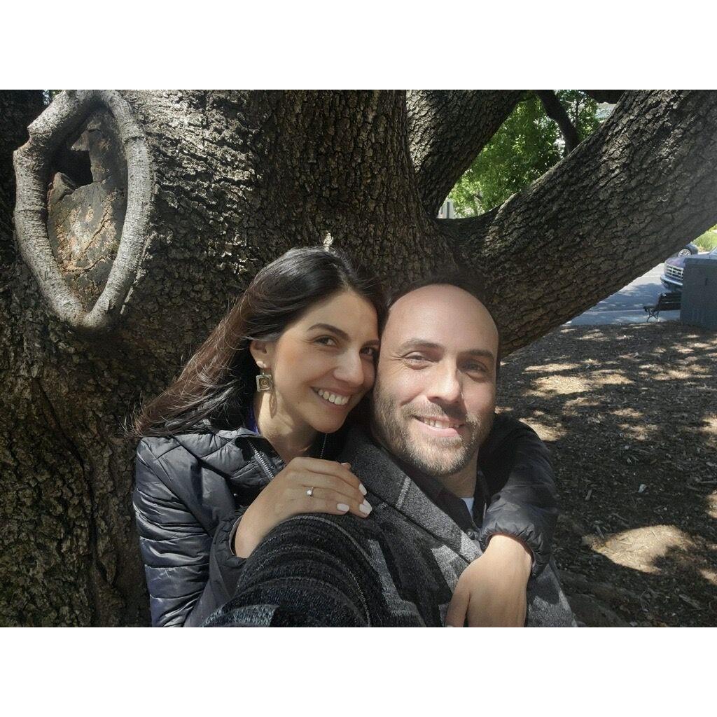 Our tree