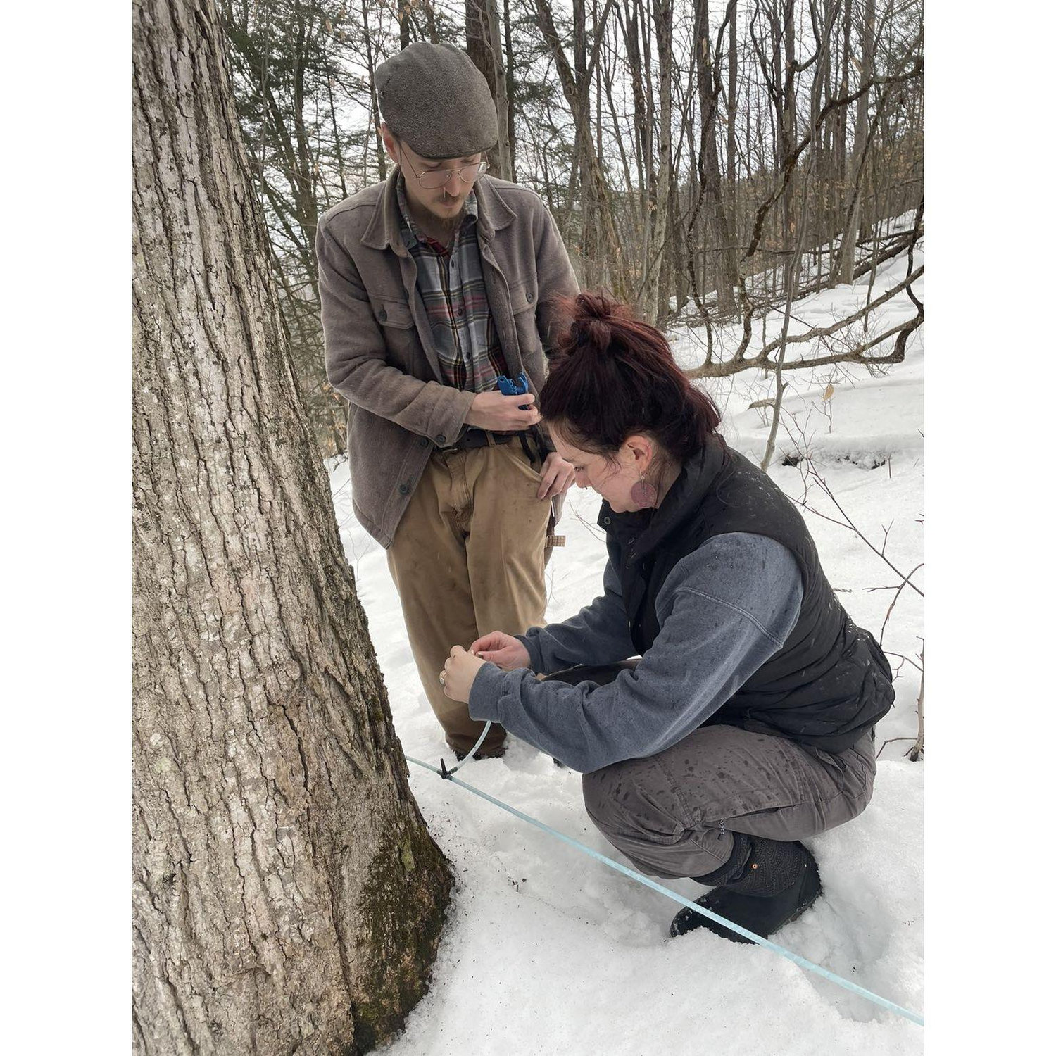 Tapping maple trees for our first sugaring season as homeowners in 2024