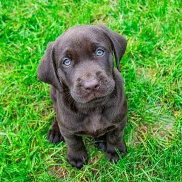 Our New Puppy