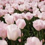 The Dallas Arboretum and Botanical Garden