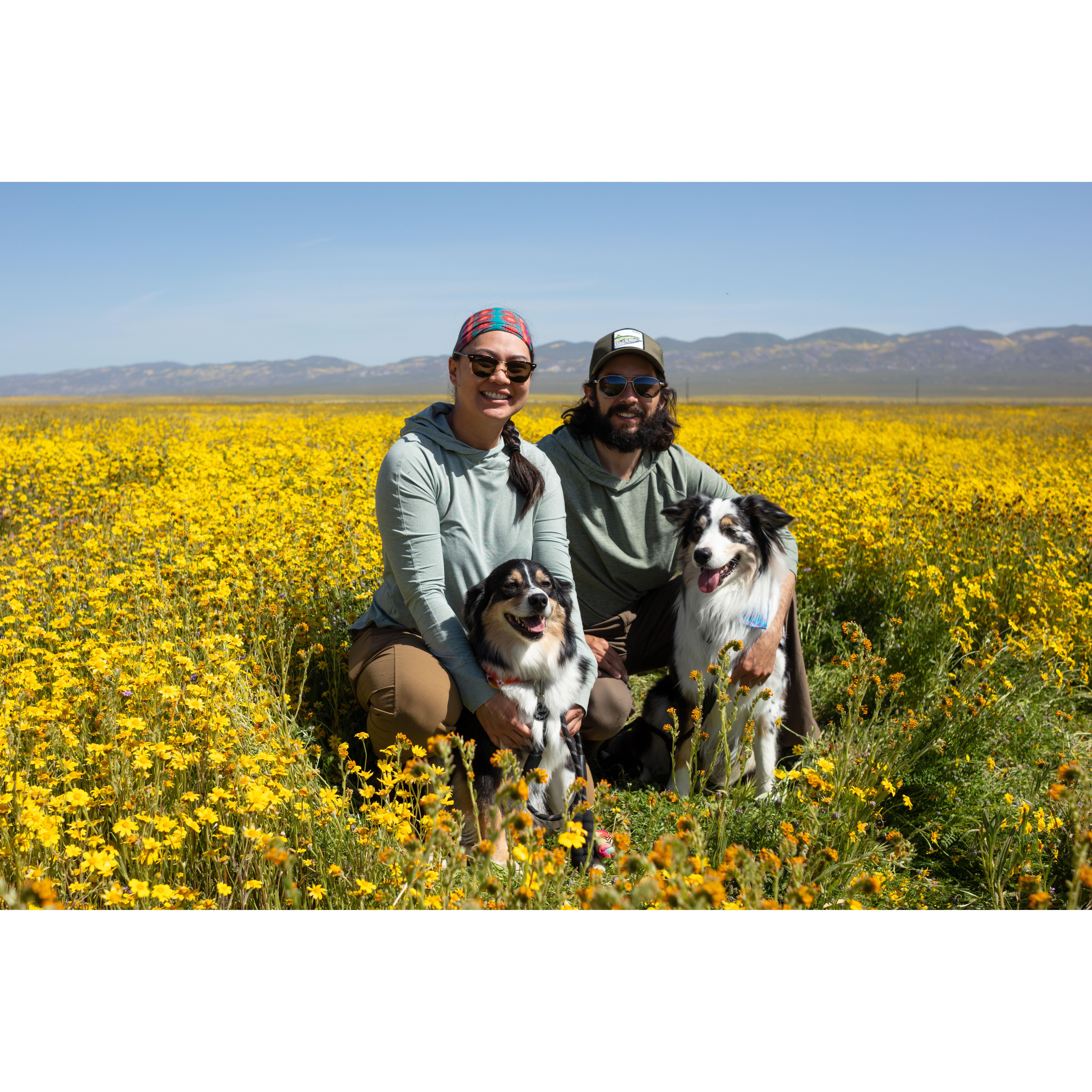 Dashing to see the flowers with the woofs.