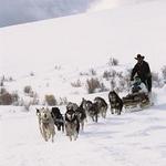 Dog Sledding