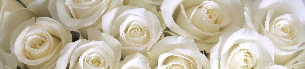 The Wedding Website of Latoya Campbell and Theo Whittier