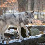 Lakota Wolf Preserve
