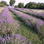 Washington Creek Lavender