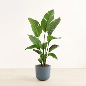 EasyPlant Gift Card