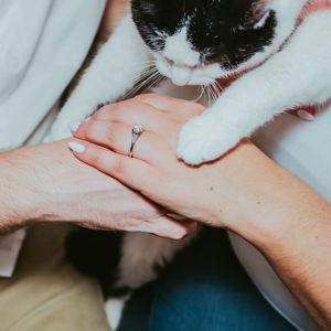 Animal Fund