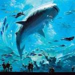 Georgia Aquarium