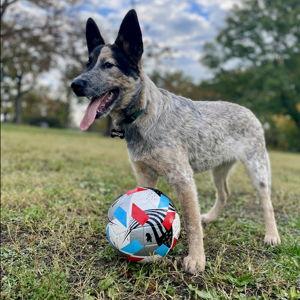 Indigo's Ball Fund