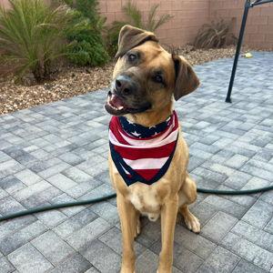 Odie's Toy Fund