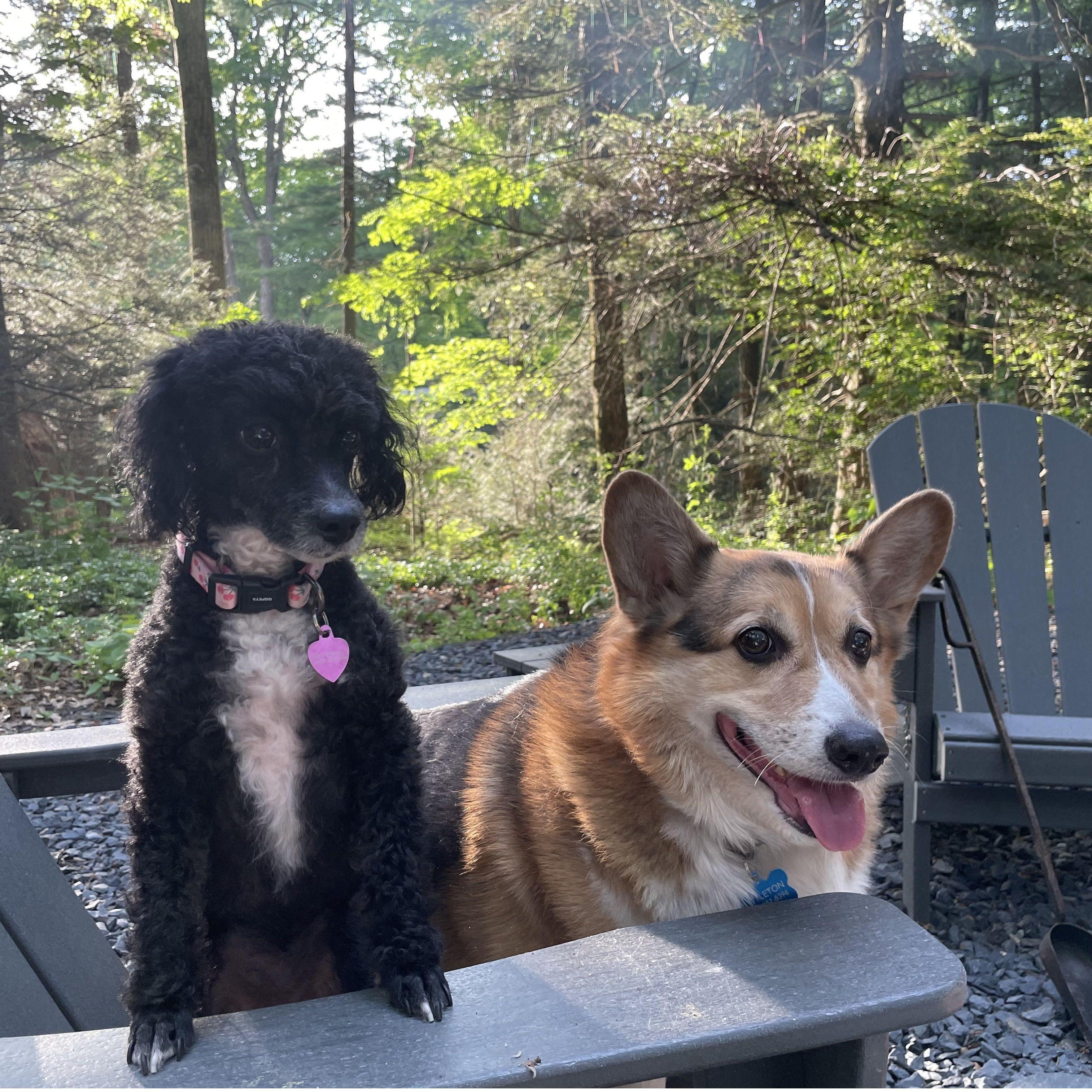 Our dogs Mabel and Littleton