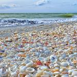 Sea Shells