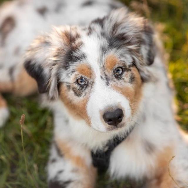 Our Future Puppy Fund!!