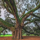 The Big Oak