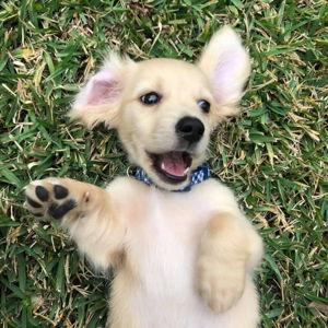 Churro