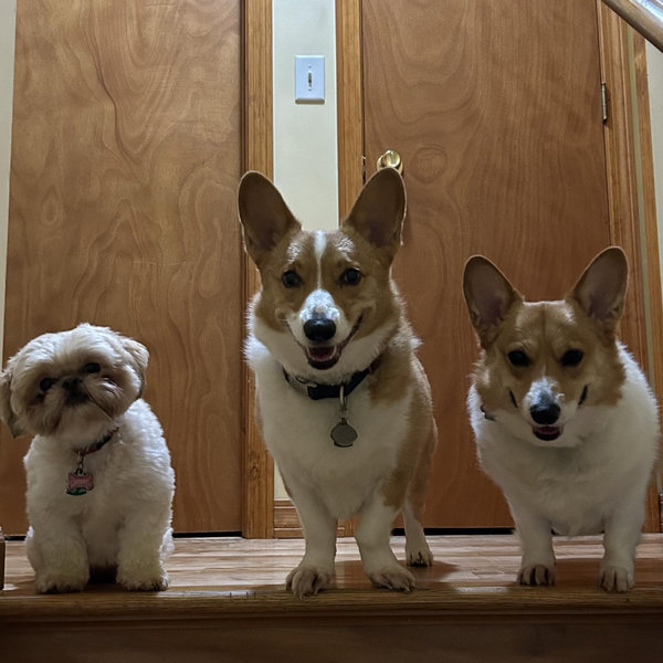 Pet Hotel For Our Wedding