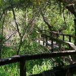 Sea Pines Forest Preserve