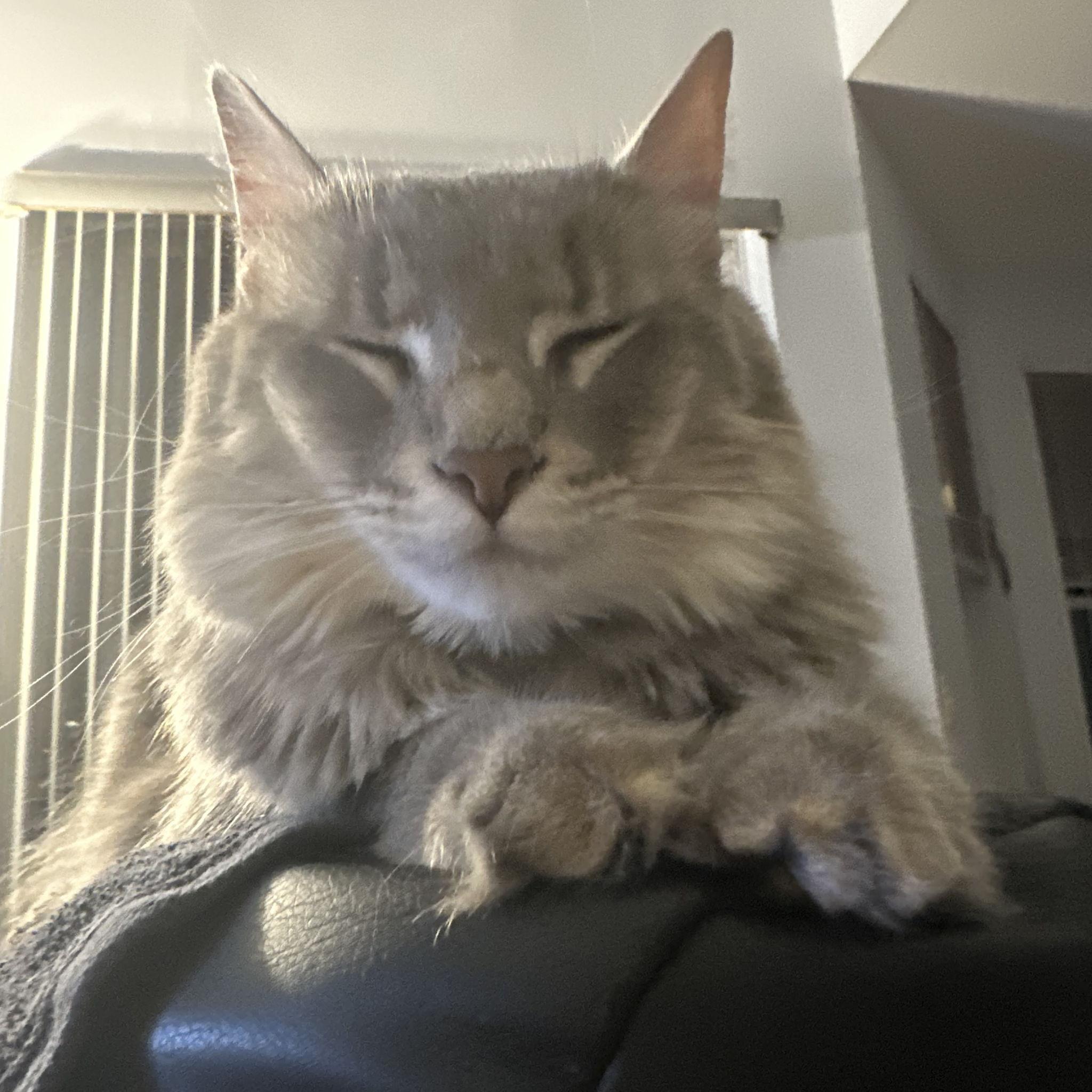 Jamie's cat - Scampi