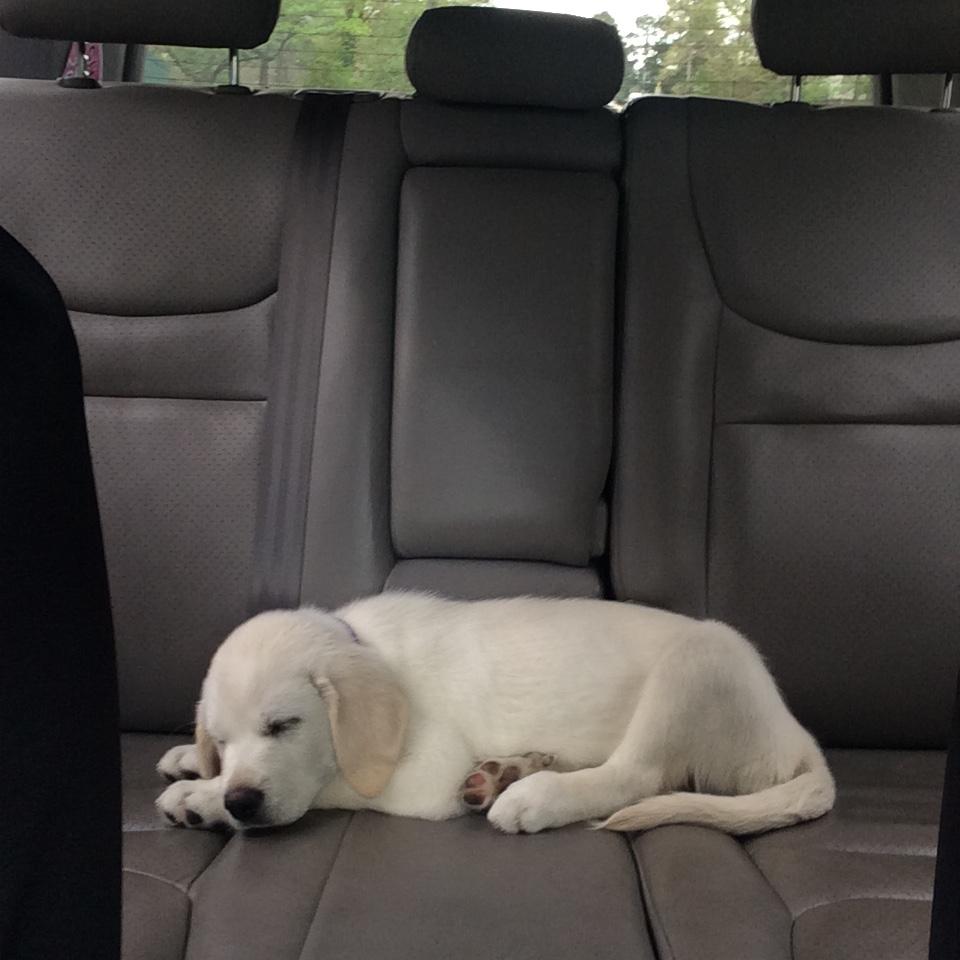 We love our Rosie girl!