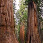 Calaveras Big Trees State Park