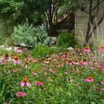 Lady Bird Johnson Wildflower Center