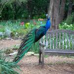 Mayfield Park and Nature Preserve